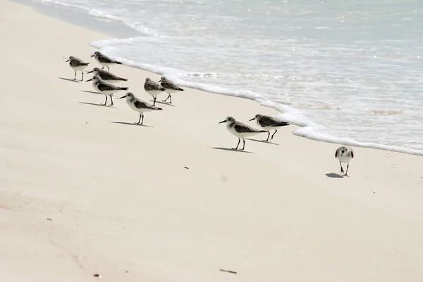 Recherche Nourriture Sur Une Plage Sable — Photo