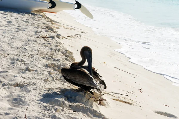 Gray Proud Handsome Pelican Posing Beachsony Dsc — Stock Photo, Image