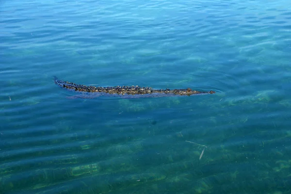 Crocodilo Nadou Para Fora Dos Manguezais Nada Água Azul — Fotografia de Stock