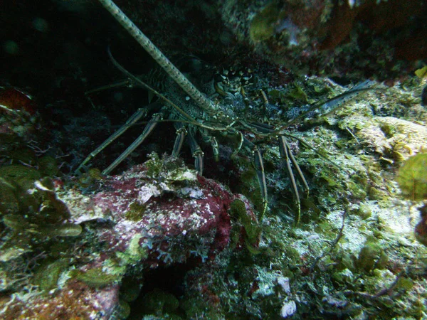 Homard Lumineux Coloré Protège Son Vison — Photo