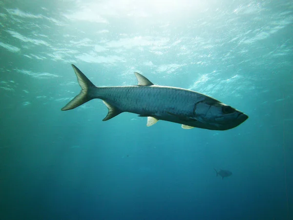 Gros Poissons Argentés Avec Muselières Agressives — Photo