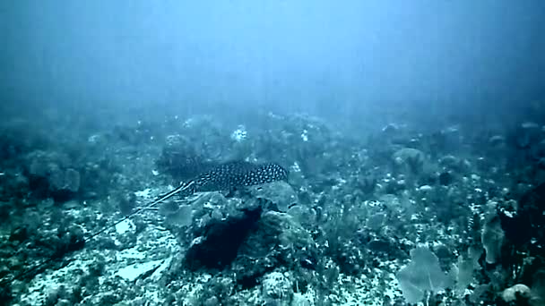 Дивовижний Світ Під Водою Коралових Рифах — стокове відео