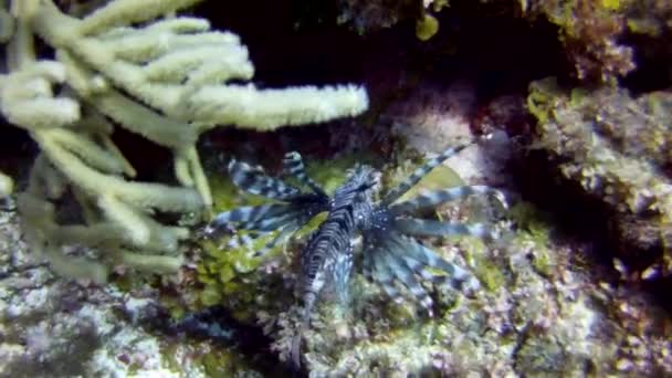 Mercan Resiflerinde Suyun Altında Inanılmaz Bir Dünya — Stok video