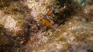 Karayipler 'deki mercan resiflerindeki inanılmaz balık dünyası.