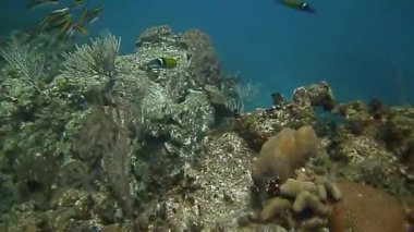 Karayipler 'deki mercan resiflerindeki inanılmaz balık dünyası.