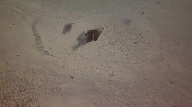 Mercan resifindeki balıkların parlak ve harika dünyası.
