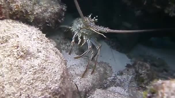 Die Erstaunliche Welt Der Fische Auf Einem Korallenriff Der Karibik — Stockvideo