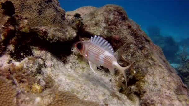 Яскравий Чудовий Світ Риби Кораловому Рифі — стокове відео