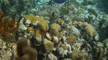 Mercan resifindeki balıkların parlak ve harika dünyası.