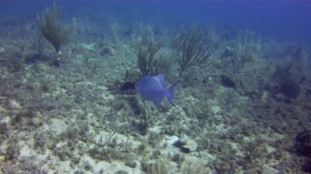 Mercan Resifindeki Balıkların Parlak Harika Dünyası — Stok video