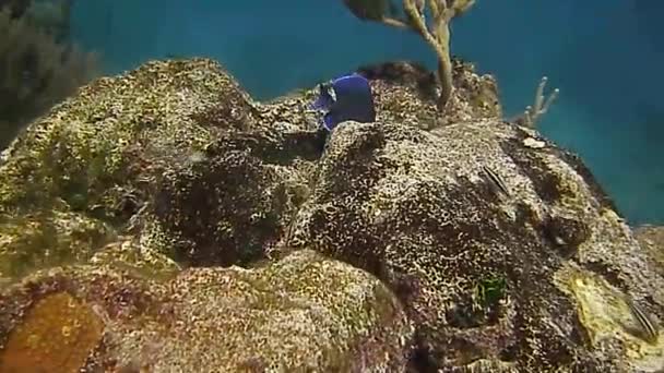 Φωτεινό Και Υπέροχο Κόσμο Των Ψαριών Έναν Κοραλλιογενή Ύφαλο — Αρχείο Βίντεο