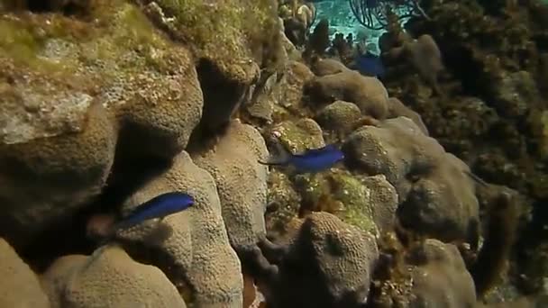 Mundo Brilhante Maravilhoso Peixes Recife Coral — Vídeo de Stock