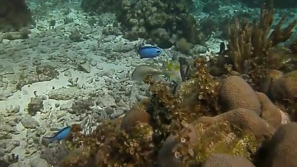 Mundo Brilhante Maravilhoso Peixes Recife Coral — Vídeo de Stock