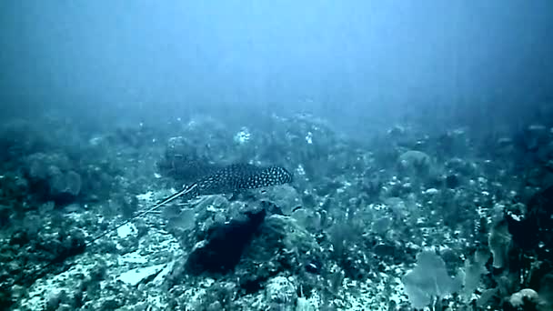 Mundo Brilhante Maravilhoso Peixes Recife Coral — Vídeo de Stock