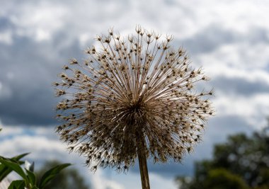 Parktaki bir çiçek tarlasında sıra dışı kır çiçekleri