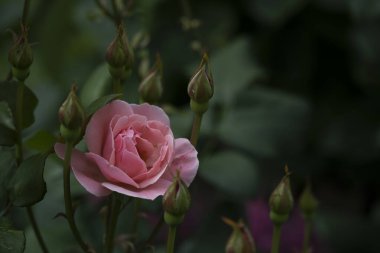 Yeşil arka planda, böcekli güzel kır çiçekleri.
