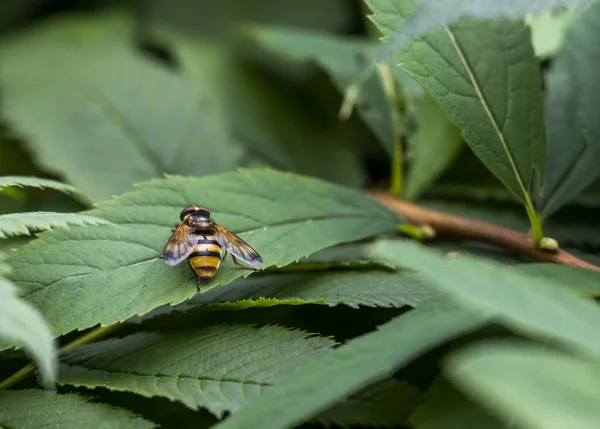 Vackra Vilda Blommor Grön Bakgrund Med Insekter — Stockfoto