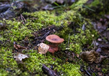 Gün doğumunda gölün ortasındaki antik ada manastırı.