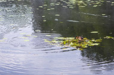 Yazın erken saatlerinde doğal yeşil manzaralar ve göl kenarındaki ağaçlar.