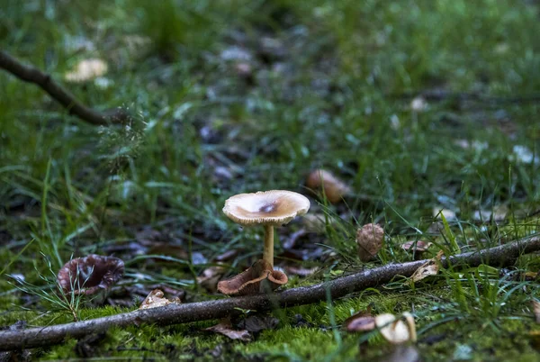 Forntida Kloster Mitt Sjön Vid Soluppgången — Stockfoto