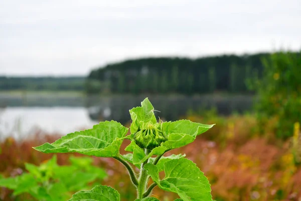 Sommer Natürliche Grüne Landschaften Frühen Morgen Mit Bäumen See — Stockfoto