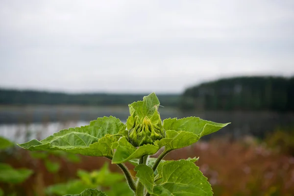 Sommer Natürliche Grüne Landschaften Frühen Morgen Mit Bäumen See — Stockfoto