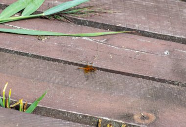 Kırmızı yusufçuk zorlu bir uçuştan sonra dinleniyor.