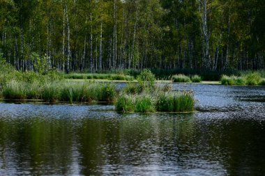 Yazın doğal manzara, yedekteki bataklıklarda.