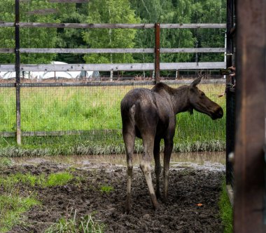 Çocuk odasındaki otlakta dinlenen büyük kahverengi bir geyik.