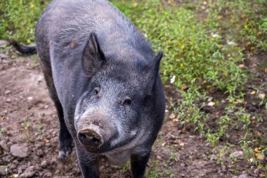 Ormandaki bir açıklıkta yiyecek arayan büyük vahşi bir domuz.