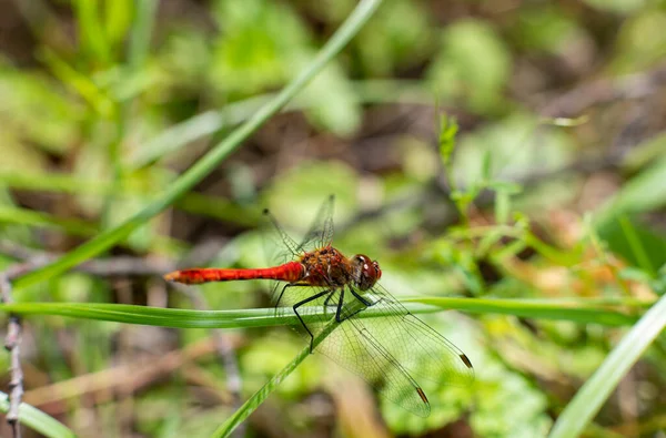 Naturlandschaft Sommer Den Sümpfen Naturschutzgebiet — Stockfoto