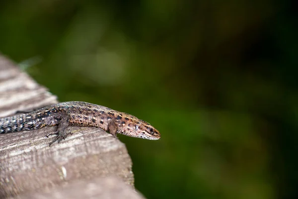 Lagarto Marrom Placa Cinza — Fotografia de Stock