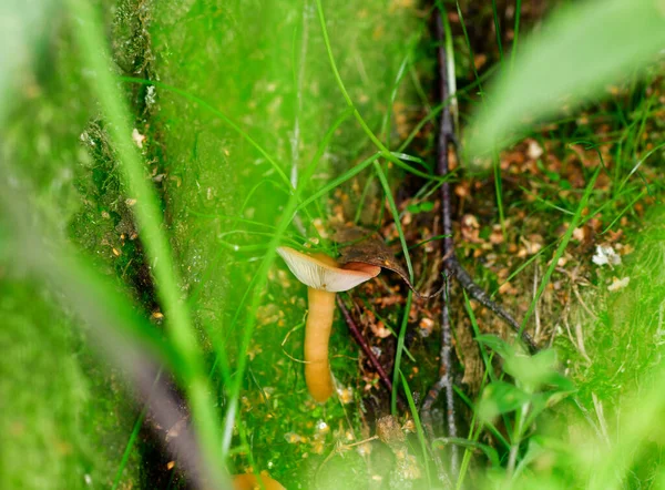 Peisaj Natural Timpul Verii Mlaștini Rezervație — Fotografie, imagine de stoc