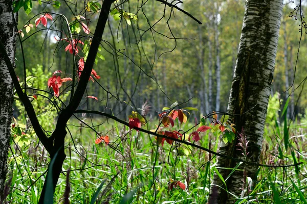Czerwone Liście Zielonym Lecie Naturalne Krajobrazy — Zdjęcie stockowe
