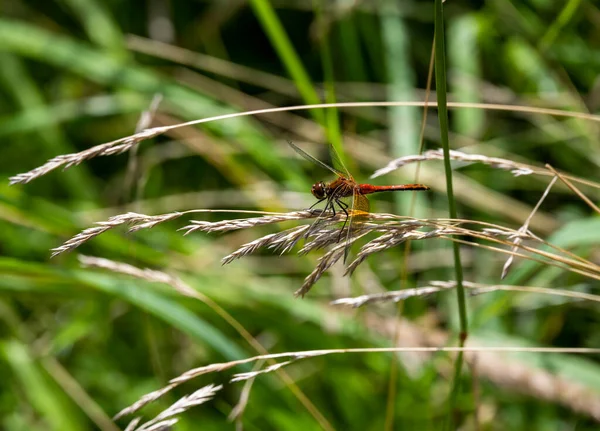 Une Libellule Couleur Vive Assise Sur Une Tige Herbe Pour — Photo