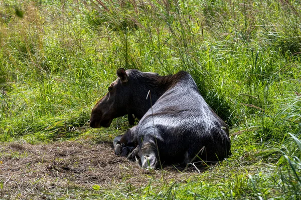 Grand Orignal Brun Reposant Dans Son Enclos Dans Pépinière — Photo