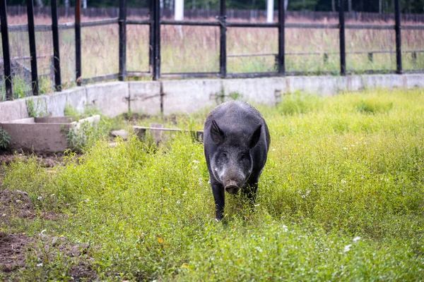 a big wild pig looking for food in a clearing in the forest