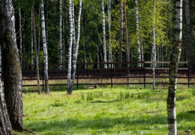 Çocuk odasındaki otlakta dinlenen büyük kahverengi bir geyik.