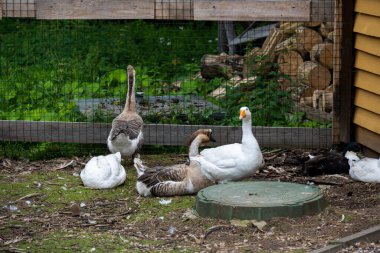 Kümes hayvanları ahırın yanındaki ağılda.