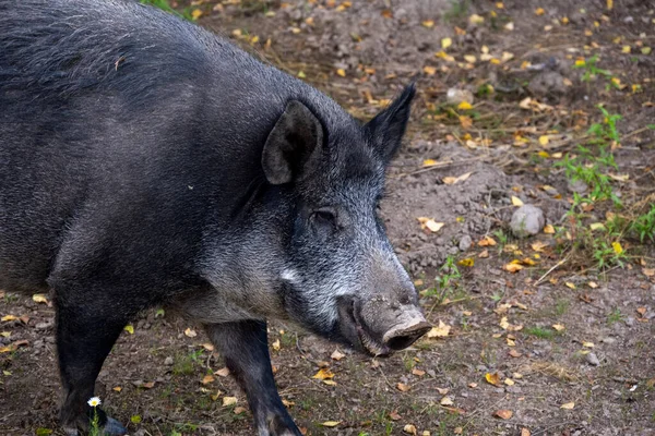 a big wild pig looking for food in a clearing in the forest