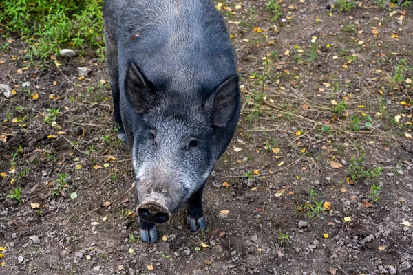 a big wild pig looking for food in a clearing in the forest