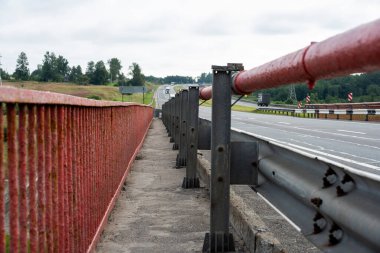 Çiçeklerin yanındaki yeşil çimlerde dinlenen büyük sivrisinek.