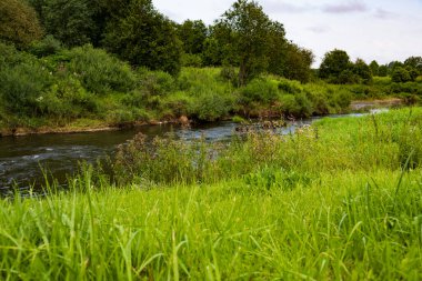 Çiçeklerin yanındaki yeşil çimlerde dinlenen büyük sivrisinek.