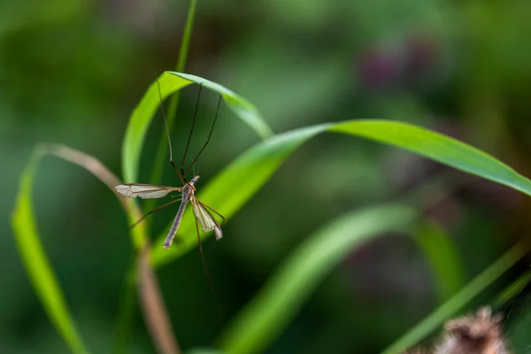 Большой Комар Отдыхает Зеленой Траве Рядом Цветами — стоковое фото