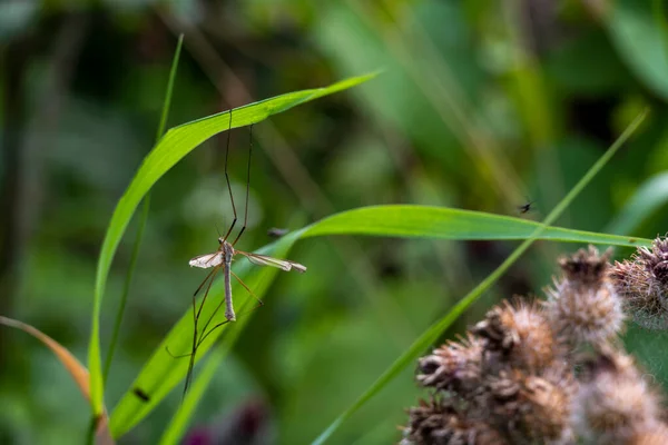 Big Mosquito Resting Green Grass Flowers — Stock Photo, Image