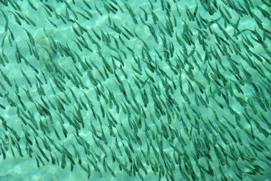 Yeşil arka planda sığ sularda kızarma sürüsü