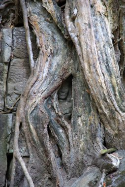 Mimari yapılar arasında filizlenen dev ağaçlar ve Angkor Watt tapınağı kompleksinde yıkılan binalar.