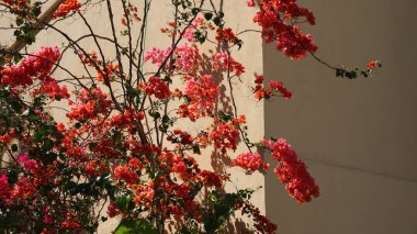 Ürdün 'ün güney çölünde kırmızı çiçekler