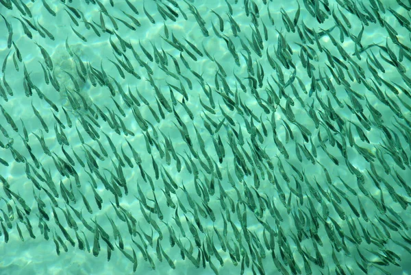 Yeşil arka planda sığ sularda kızarma sürüsü
