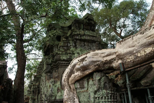 Mimari Yapılar Arasında Filizlenen Dev Ağaçlar Angkor Watt Tapınağı Kompleksinde — Stok fotoğraf